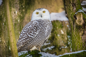 Snowy Owl