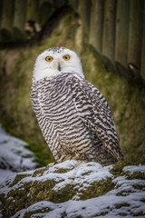 Snowy Owl
