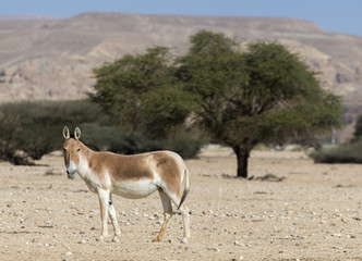Onager (Equus hemionus) is a brown Asian wild ass
