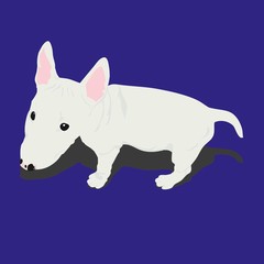 Puppy bullterrier