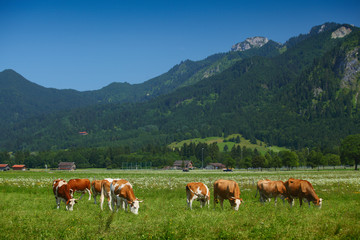 Fototapeta na wymiar Cows grazing on a green Alpine meadow in a sunny day