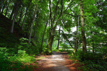 Path in a forest