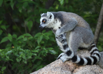 Madagascar