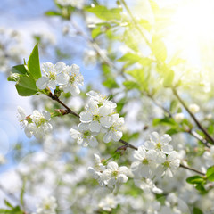 Spring blossoms tree