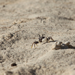 Crab on a yellow sand