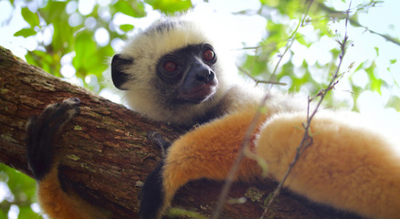Sifaka
