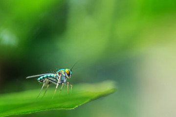 Green Long Legged Fly
