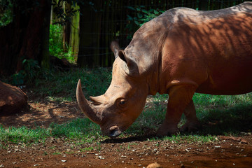 Obraz premium Rhino