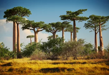 Deurstickers Baobab © Dudarev Mikhail
