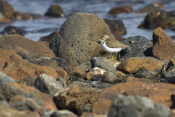 European Common Sandpiper- Actitis hypoleucos