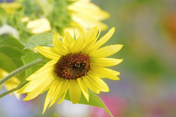 yellow flower background