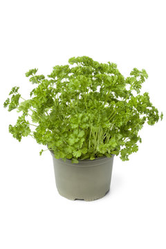 Plastic pot with parsley