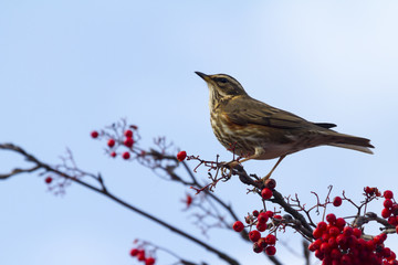 Redwing  (Turdus iliacus)