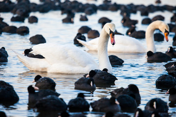 Fototapeta premium White swans on a lake, around many coots.