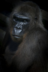 Fototapeta premium Gorilla