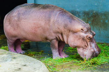Hippo