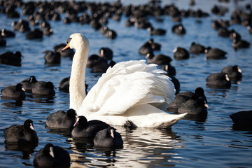White swans on a lake, around many coots.