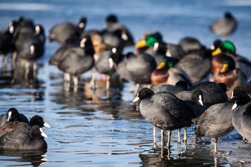 Flock of coots walking on frozen surface of the lake.