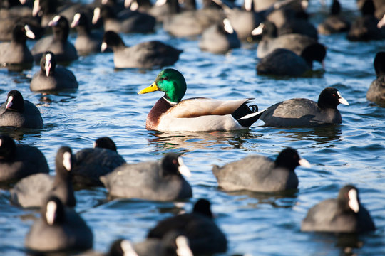 Wild  Mallard ducks swim in the lake.conceptual image one