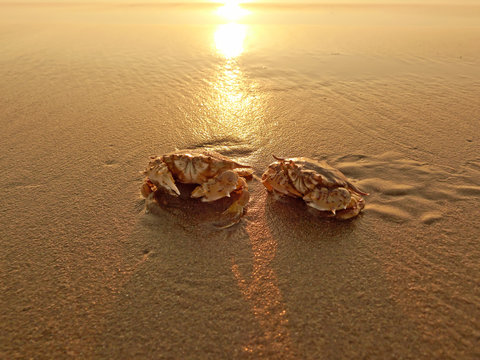 Two crabs in the wet sand at sunset