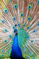 Fototapeta premium Peacock close-up background