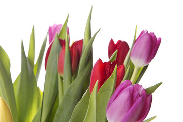 Tulpen