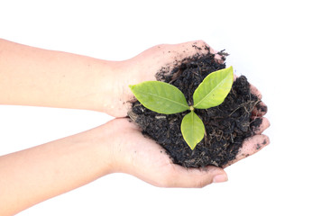 woman hand holding a little green tree plant