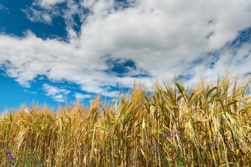 Obraz premium ripe wheat