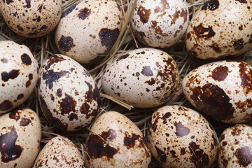 Obraz premium Background quail eggs in hay closeup. macro.