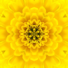 Yellow Concentric Flower Center. Mandala Kaleidoscopic design