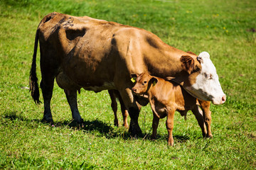 dairy cows on summer pasture