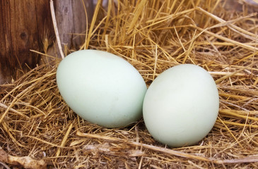 couple of hen eggs