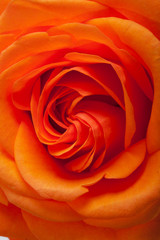 Close up image of single orange rose