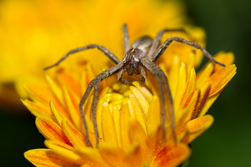 Fototapeta premium Ragno