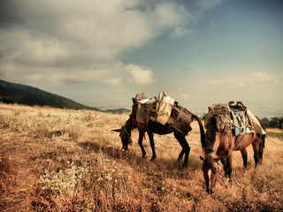 Fototapeta konie w górach obraz