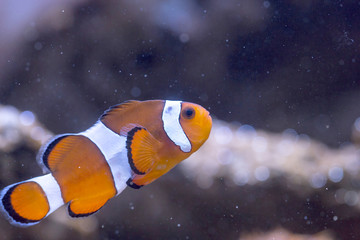 Amphiprion ocellaris © Alessandro Lai