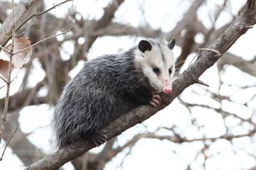 Opossum in a tree