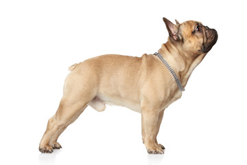 French bulldog standing