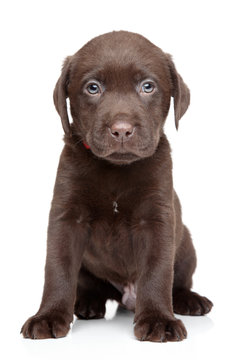 Labrador puppy portrait on white background