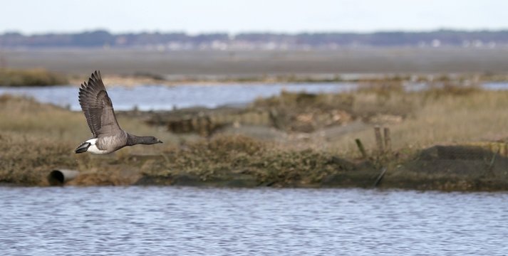 tonne de chasse au gibier d'eau, bassin d'arcachon