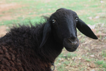 Obraz premium Black Sheep