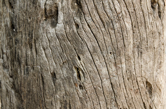 Timber stump background