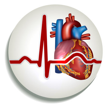 Human heart rhythm icon
