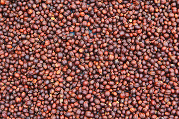 Fresh coffee seeds