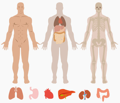 Human anatomy of man background