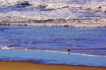 beach dunes waves