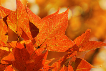 Fototapeta premium red leaves in autumn