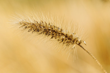 silvergrass over the mountain in autumn