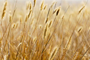 Yellow silvergrass