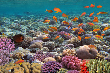 Fototapeta na wymiar Coral landscape.Red Sea, Egypt